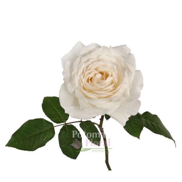 Garden Rose, Princess Miyuki - Creamy White - Potomac Floral